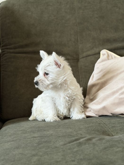West terrier piesek