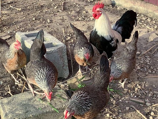 Інкубаційне яйце. Курчата, Доркінг золото, срібло.