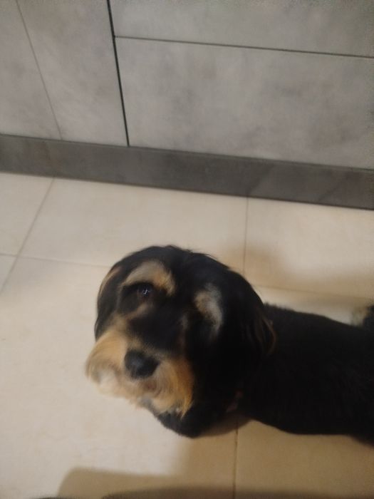 Shih tzu lindíssimo