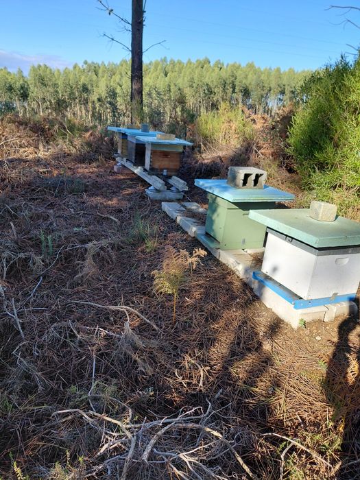 Colmeias e núcleos de abelhas