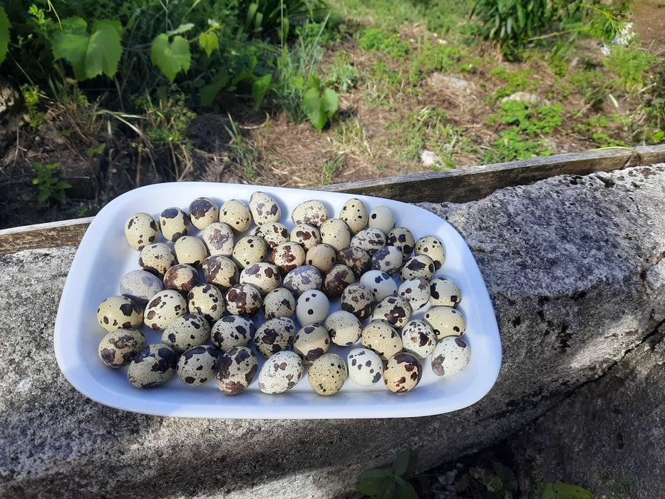 Ovos de Codorniz