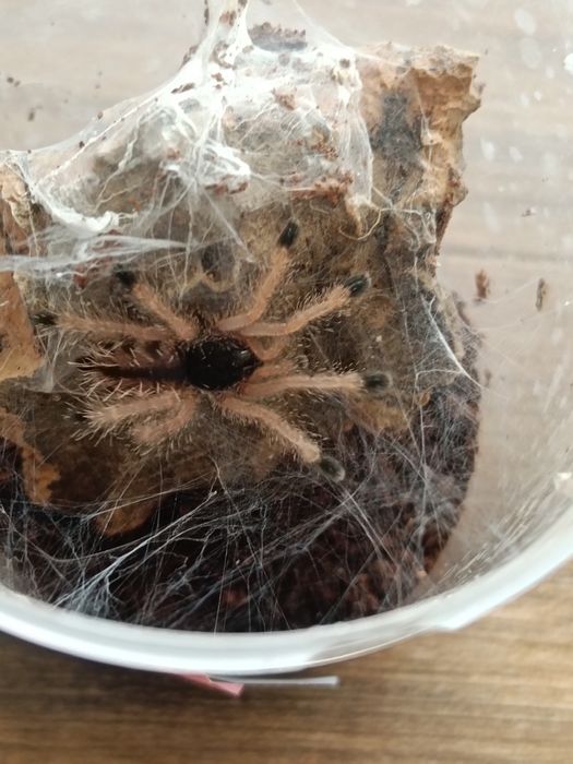Ptaszniki Avicularia braunshauseni L5