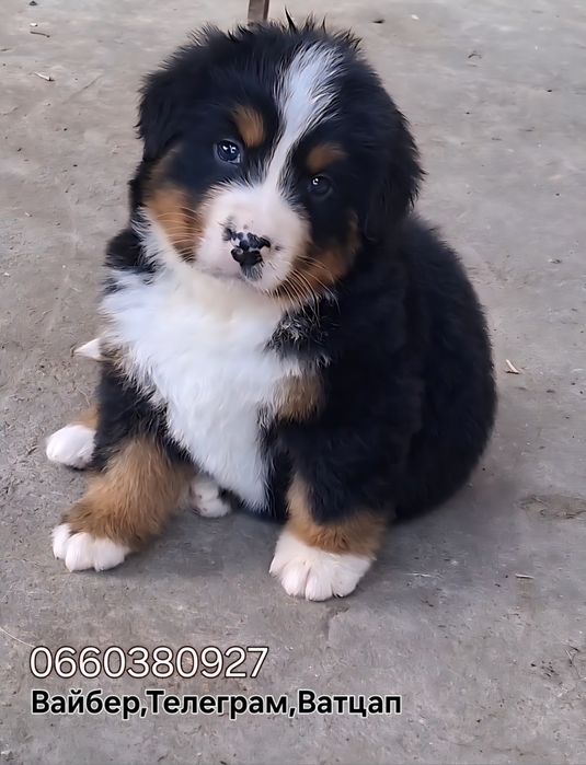 Бернські Зенненхунди(Швейцарська пастушья вівчарка)