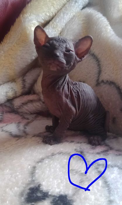 Sphynx de qualidade