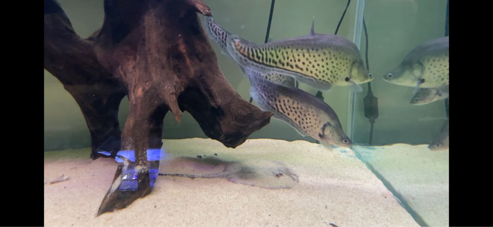 ~42cm Chitala blanci / Royal knifefish / Peixe faca Real