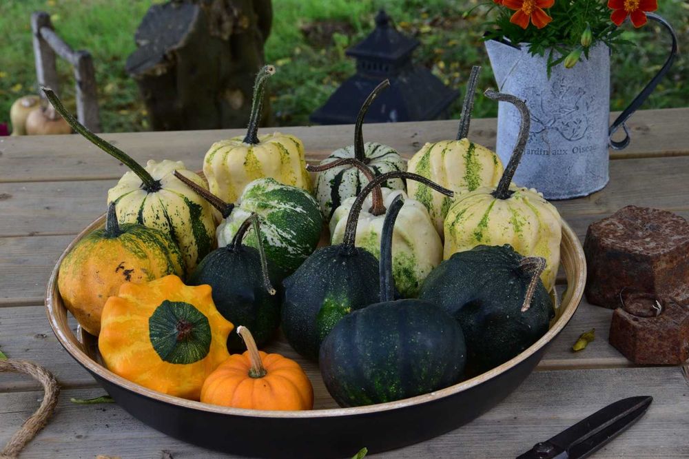 Abóboras Ornamentais Diversas