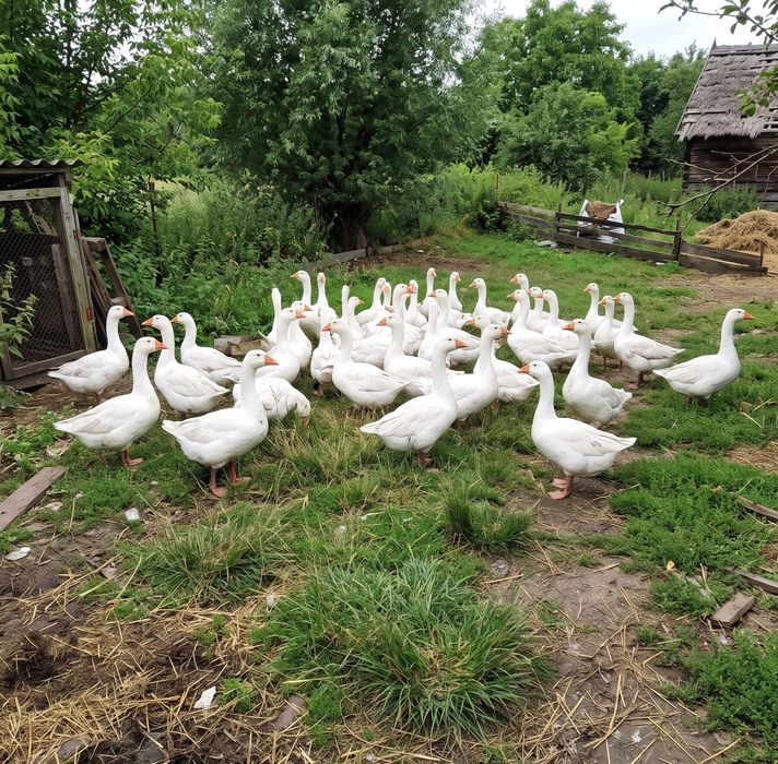 Gęsi białe kołudzkie