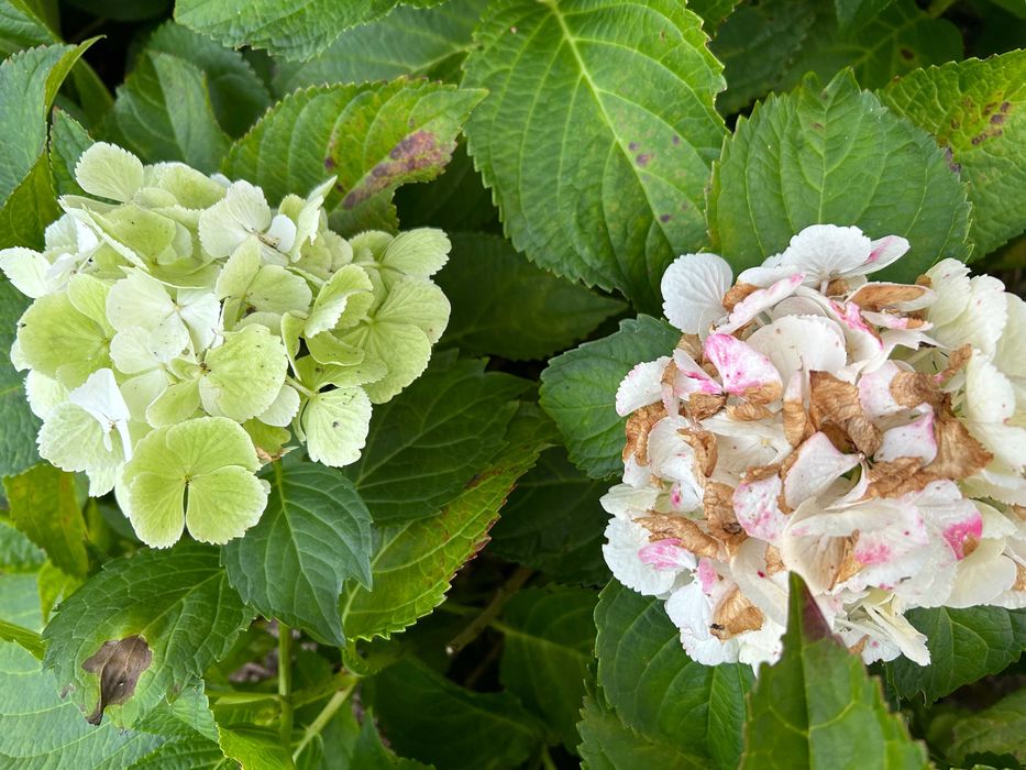 Hortensja ogrodowa biała Hydrangea macrophylla
