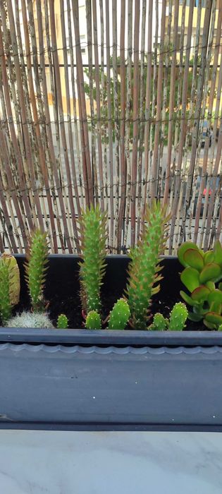 Cactos  planta exterior