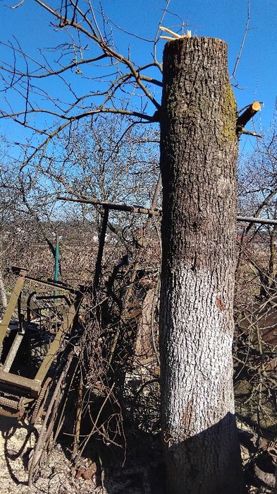 Продам грушу стовбор, 2шт. 2м., самовивіз