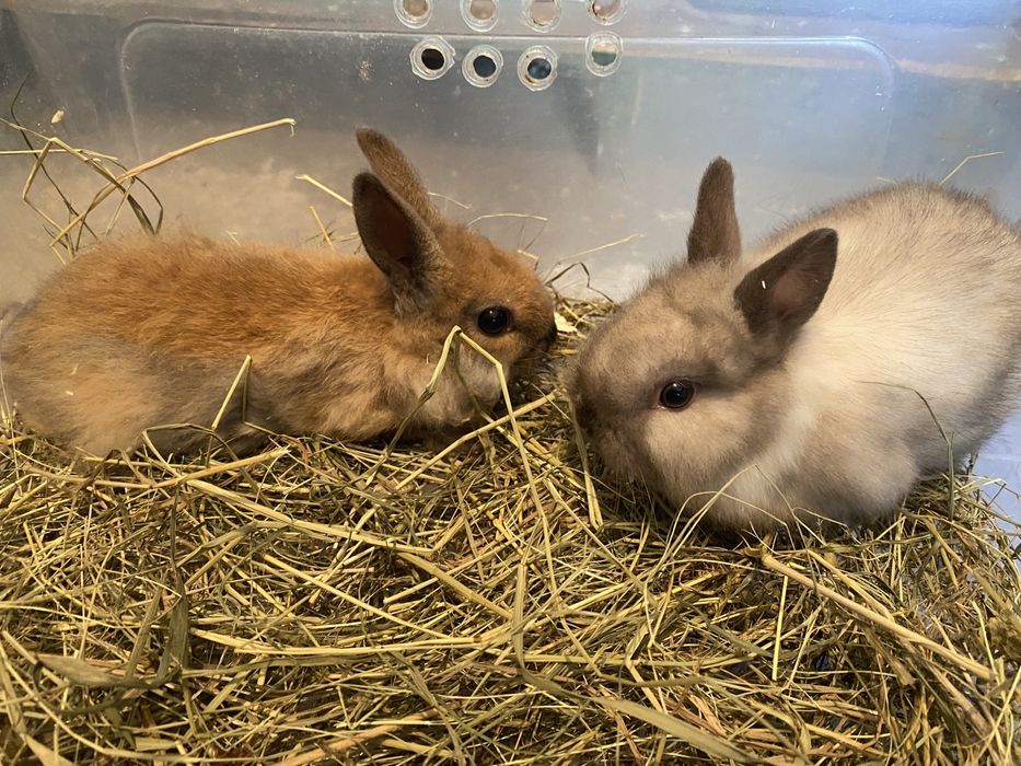 Декоративные львиноголовые кролики