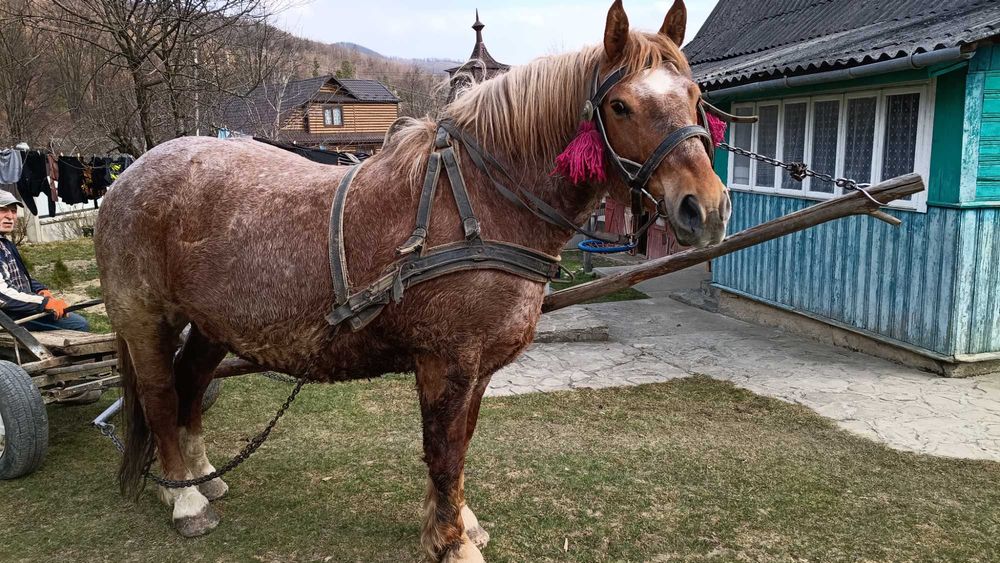 Продається великий ,спокійний  ,та сильний  кінь