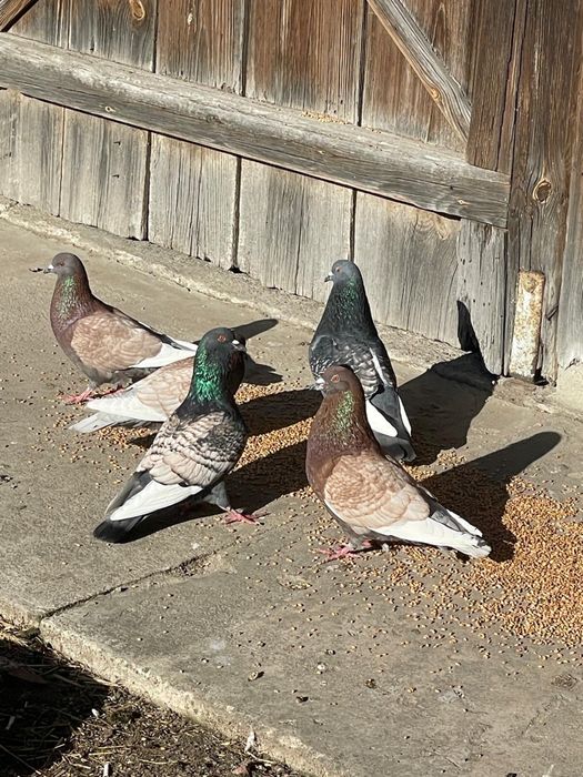 Gołębie Rysie Para