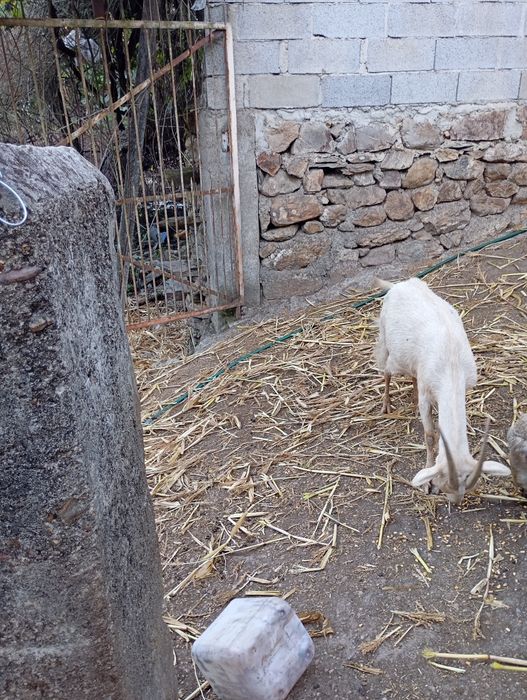 Pequeno rebanho de cabras