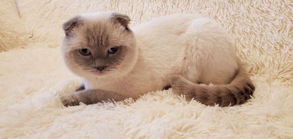 вислоухий лилак поинт