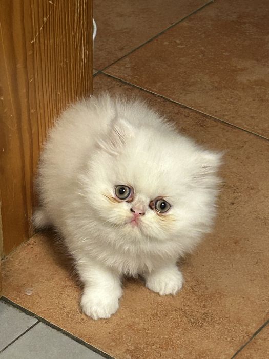 Gatinha persa branquinha
