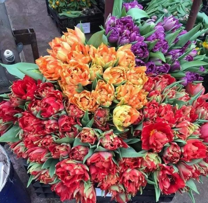 Цибулини тюльпанів на кг