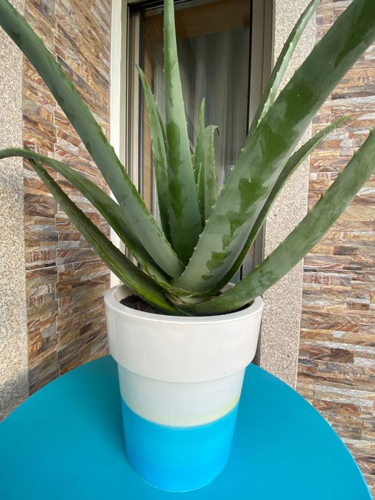 Aloé Vera xarope cato