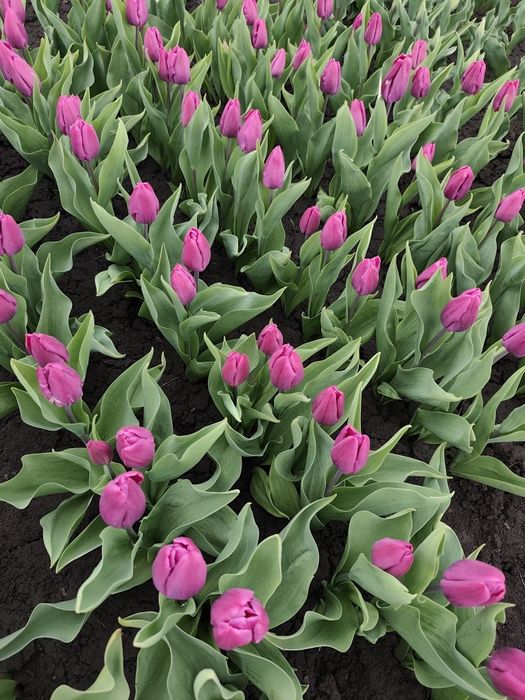 Голландські тюльпани