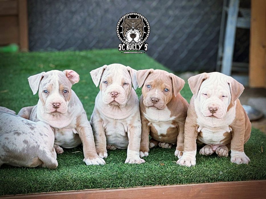 American Bully XL ABKC merle tricolor