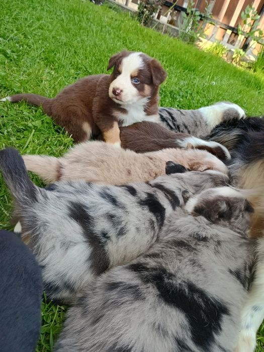 Border collie Blue Merle Tri Color,  czekoladowy, niebieskie oczy