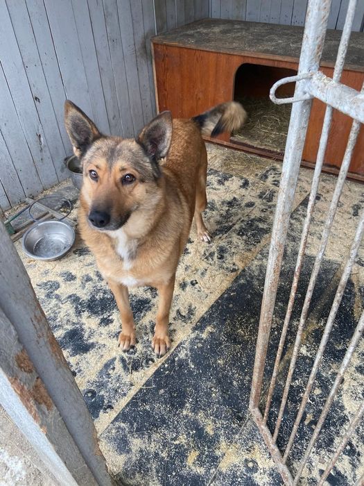 Стерелізована дівчинка Люся терміново шукає дім