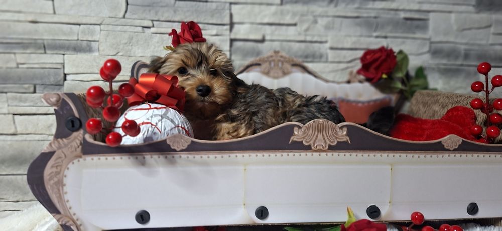 Szczenię  York  gen merle  z metryką