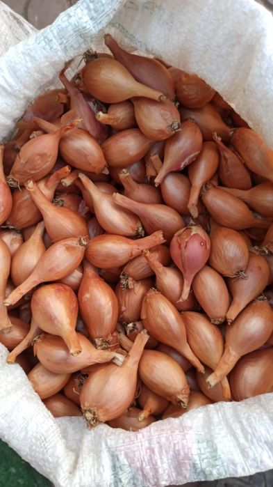 Кущівка цибулька