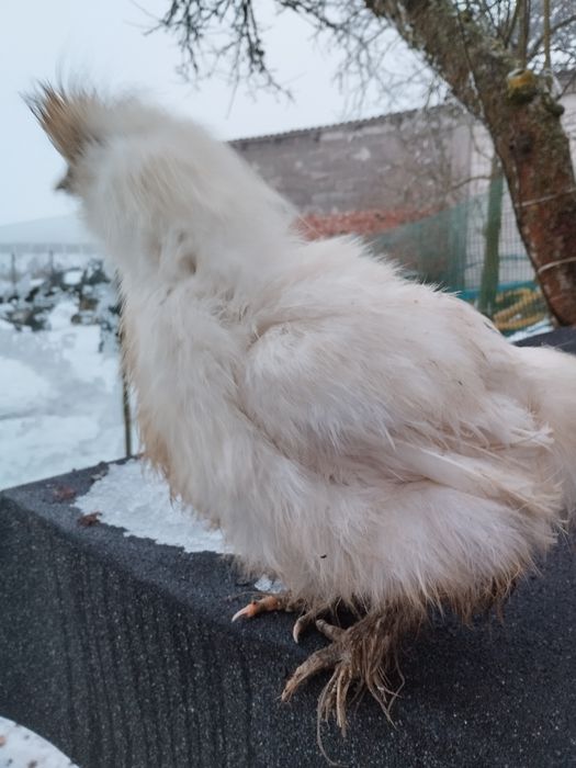 Silka kogut kura para