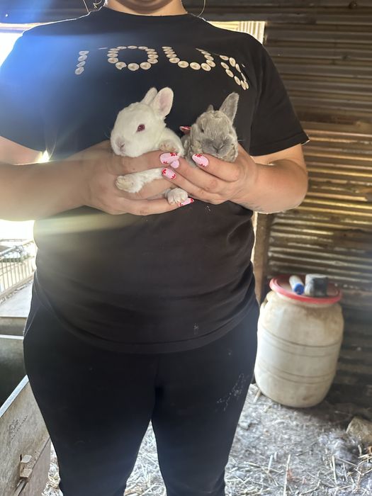 Troca de coelhos de raça