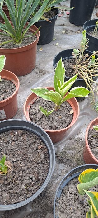 Funkia, funkie, hosta rosliny ogrodowe kilka odmian