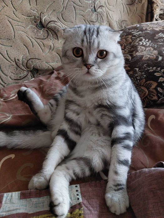 Шотландский кот вязка