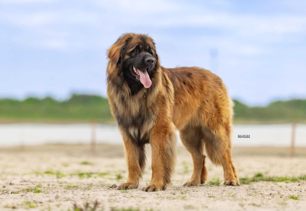 Leonberger szczeniak