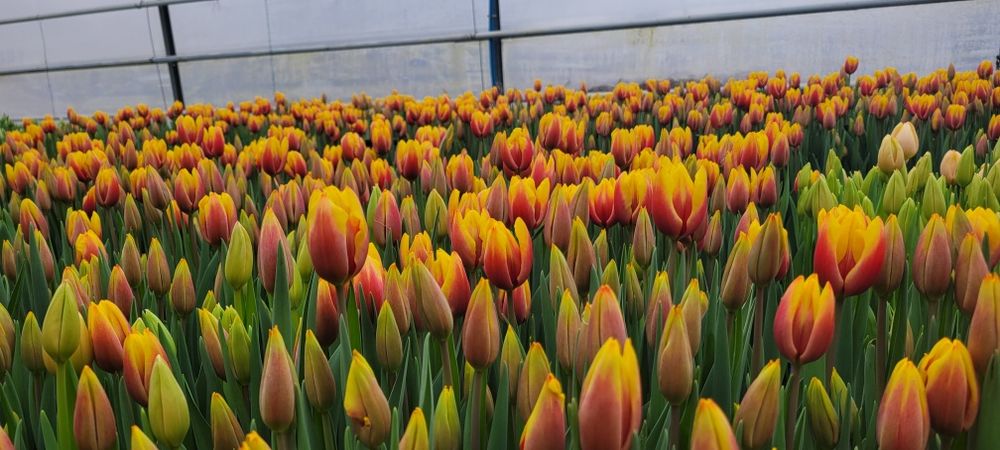 Тюльпани (детка) ОПТ