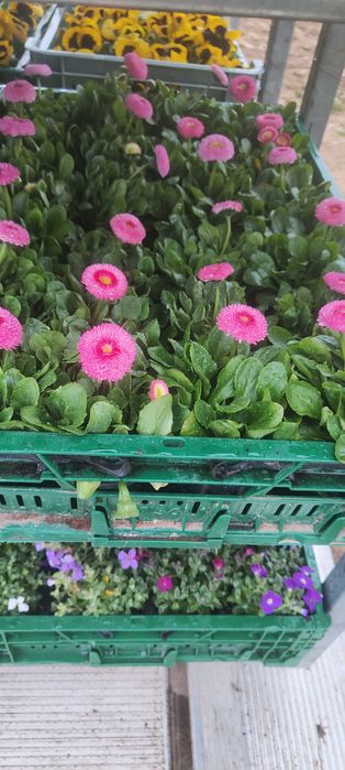 Sprzedam kwiatki Bratki