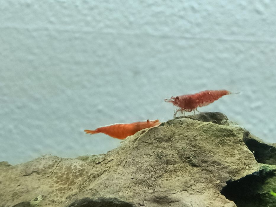 Camarões Red Cherry Shrimp