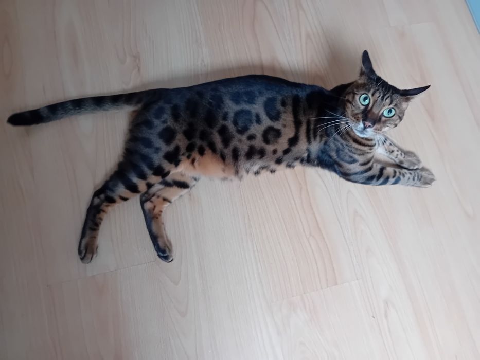 Gato Bengal  Oportunidade urgente
