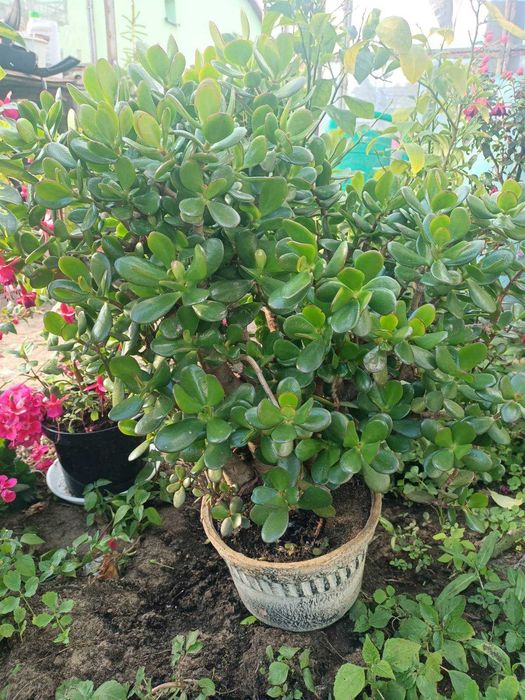 Sprzedam grubosz (drzewko szczęścia)