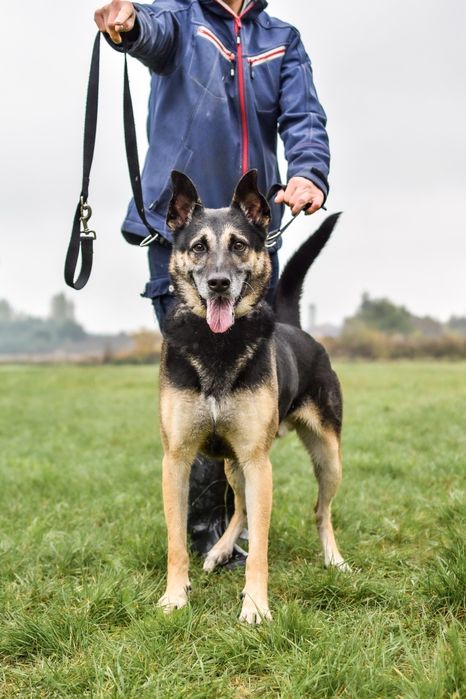Komandos czeka na wspaniały dom