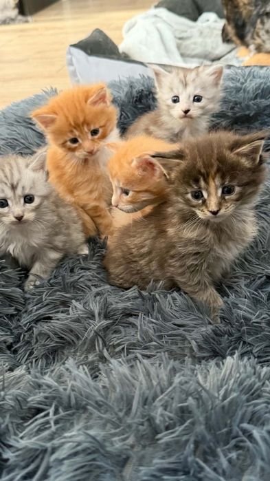 Kocięta Mainecoon Zielone Serce PL Hodowla Maine Coon