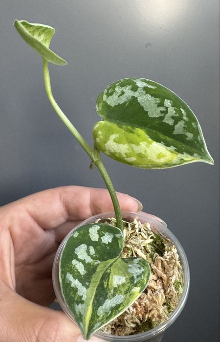 訳あり特価！　Scindapsus Yupa ② Scindapsus - Loveplants