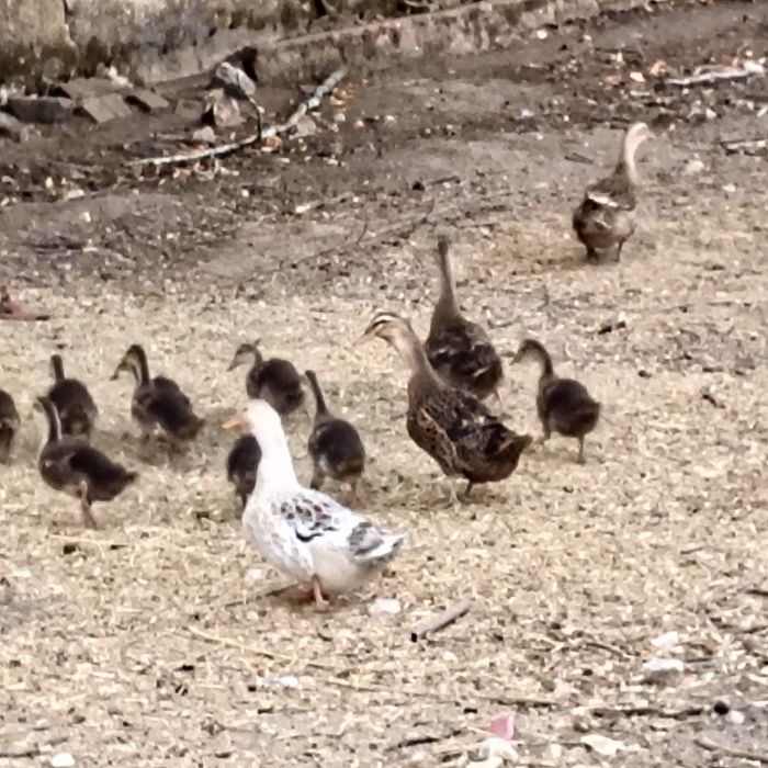Patos Rouen jovens