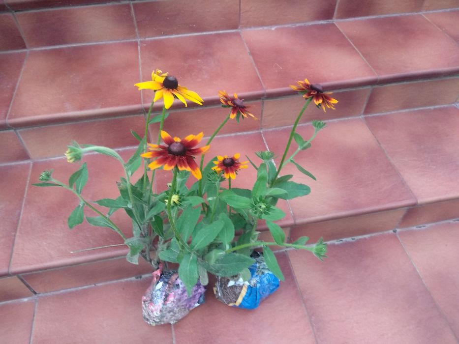 Rudbekia 5 dużych sadzonek