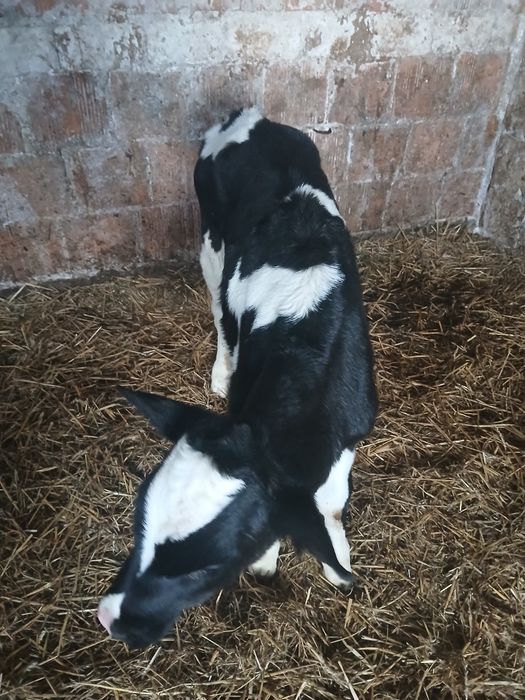 Byczki cielaki sprzedam 4-5 tygodni