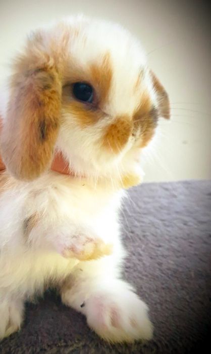 Królik mini lop baranek karzełek z  hodowla