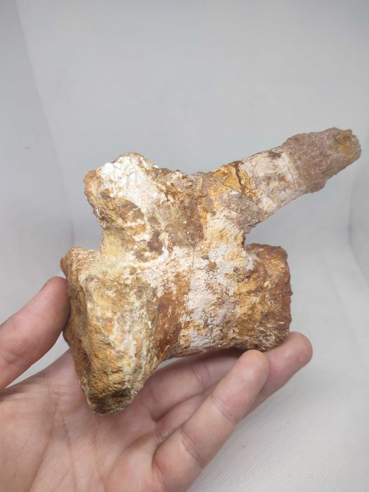 Fóssil vértebra caudal dinossauro