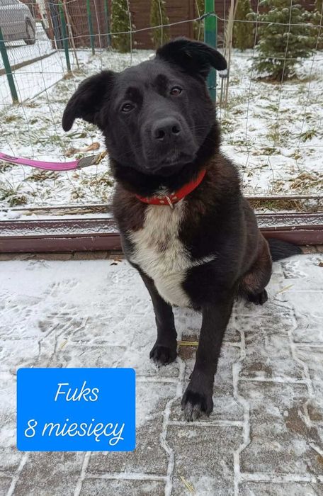 Szczeniak Fuks szuka domu -grzecznościowo -aktualne