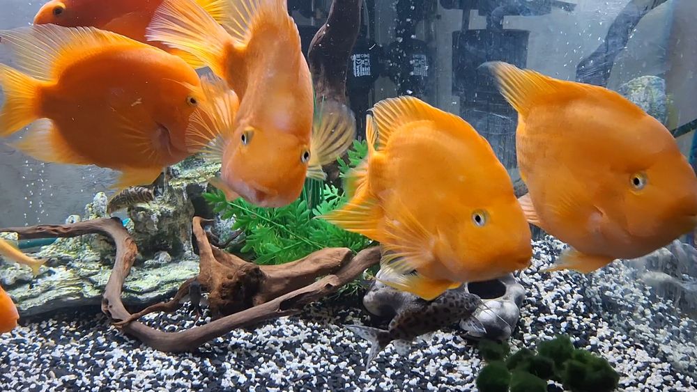 Продам рыбок красных тригибридных  попугаев