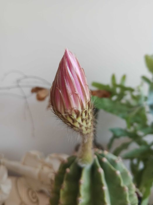 Кактус "Ехінопсис". Кімнатні рослини.