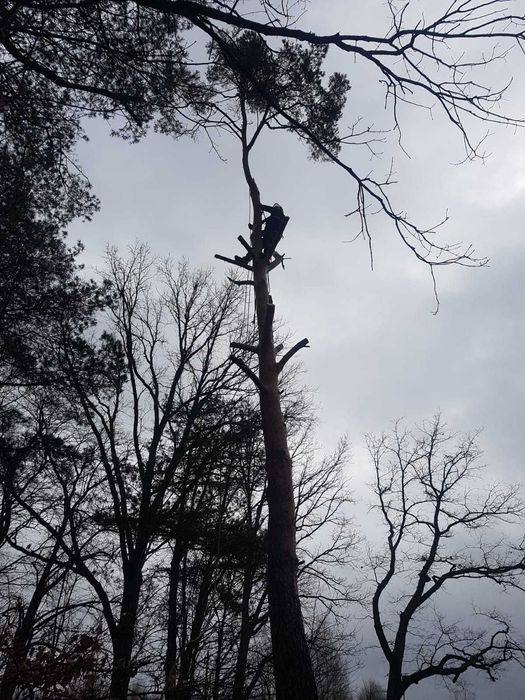 Profesjonalna wycinka drzew